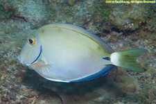 surgeonfish